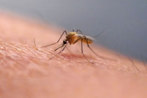 Iceland discovers mosquitoes