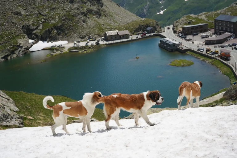 St. Bernard rescue dog legend