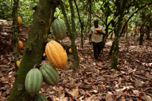 Ivory Coast cocoa harvest 2026