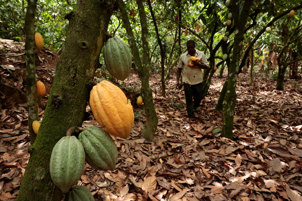 Ivory Coast cocoa harvest 2026